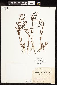 Veronica peregrina image