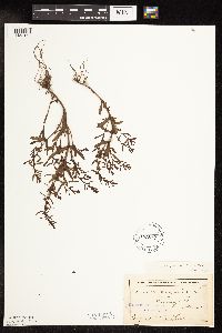 Veronica peregrina image