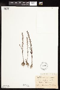 Veronica peregrina image