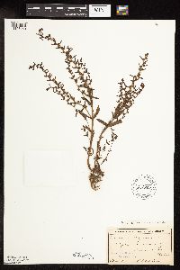 Veronica peregrina image