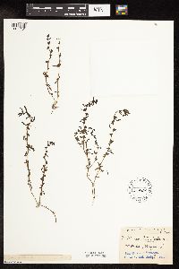 Veronica peregrina image