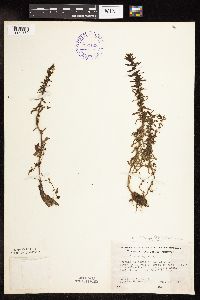 Veronica peregrina image