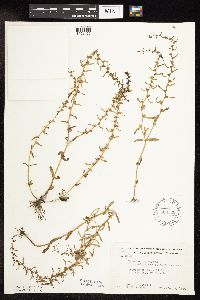 Veronica peregrina image