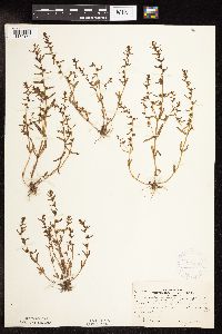 Veronica peregrina image