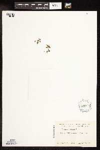 Veronica persica image