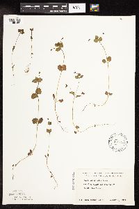 Veronica persica image