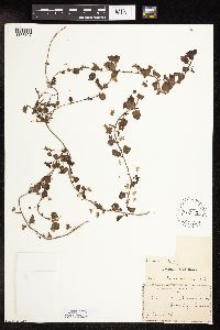 Veronica persica image