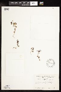 Veronica persica image