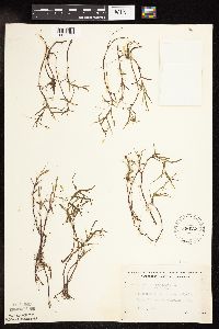 Thumbnail image of current specimen