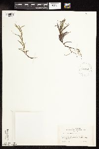 thumbnail image of current specimen