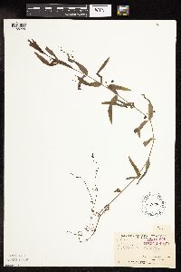 thumbnail image of current specimen