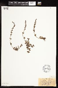 thumbnail image of current specimen
