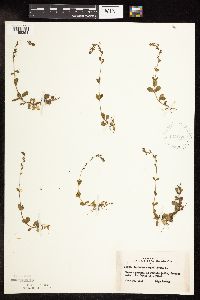 Rumex fueginus image