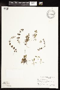 Thumbnail image of current specimen