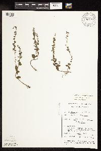 Thumbnail image of current specimen