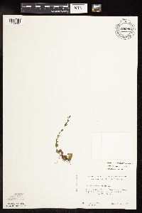 thumbnail image of current specimen