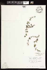 thumbnail image of current specimen