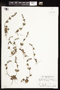 thumbnail image of current specimen