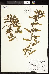Potamogeton crispus image