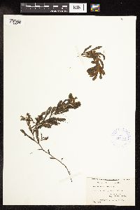 Potamogeton crispus image