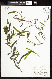 Potamogeton crispus image