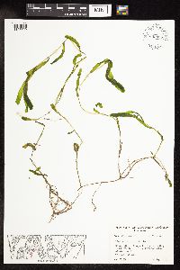 Potamogeton crispus image
