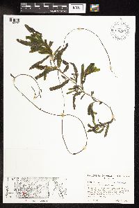 Potamogeton crispus image