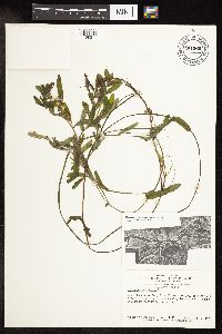 Potamogeton crispus image