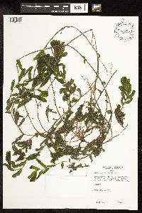 Potamogeton crispus image