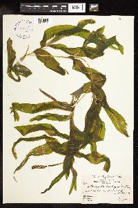 Potamogeton praelongus image