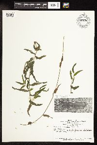 Potamogeton richardsonii image