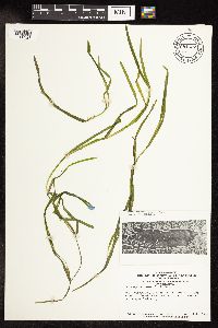 Potamogeton zosteriformis image
