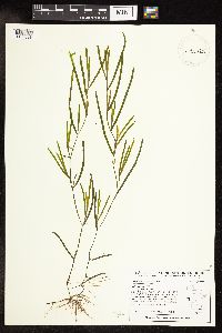 Potamogeton zosteriformis image