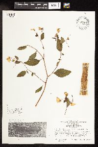 Impatiens capensis image