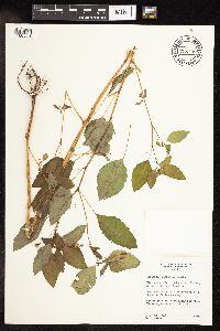 Impatiens capensis image