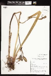 Iris versicolor image