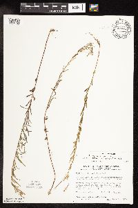 Epilobium leptophyllum image