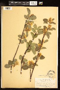 Image of Amelanchier ulmifolia