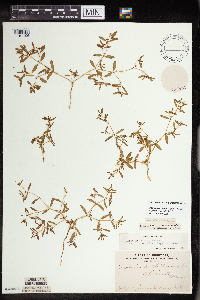 Euphorbia missurica image
