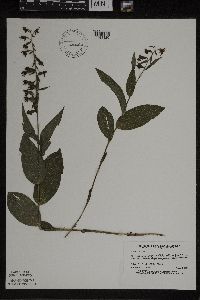 Epipactis helleborine image