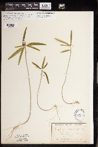 thumbnail image of current specimen