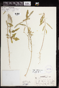 thumbnail image of current specimen