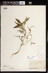 thumbnail image of current specimen