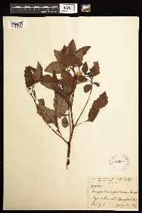 Impatiens capensis image