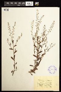 Myosotis sylvatica image