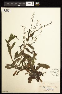 Myosotis sylvatica image
