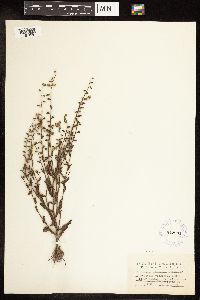 Myosotis verna image