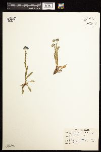 thumbnail image of current specimen