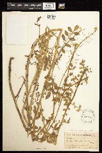 Image Associated With the Occurrence