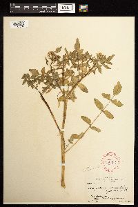 Image Associated With the Occurrence